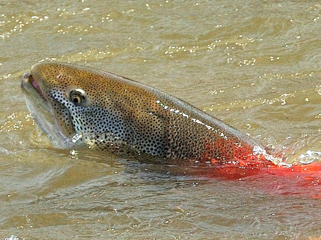 絶滅危惧種イトウ サケ科 北海道尻別川個体群の復元活動 公益社団法人日本ユネスコ協会連盟